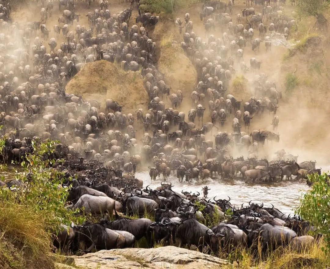 Best Time to Book Masai Mara Migration Safari (2026/2027 Guide)
